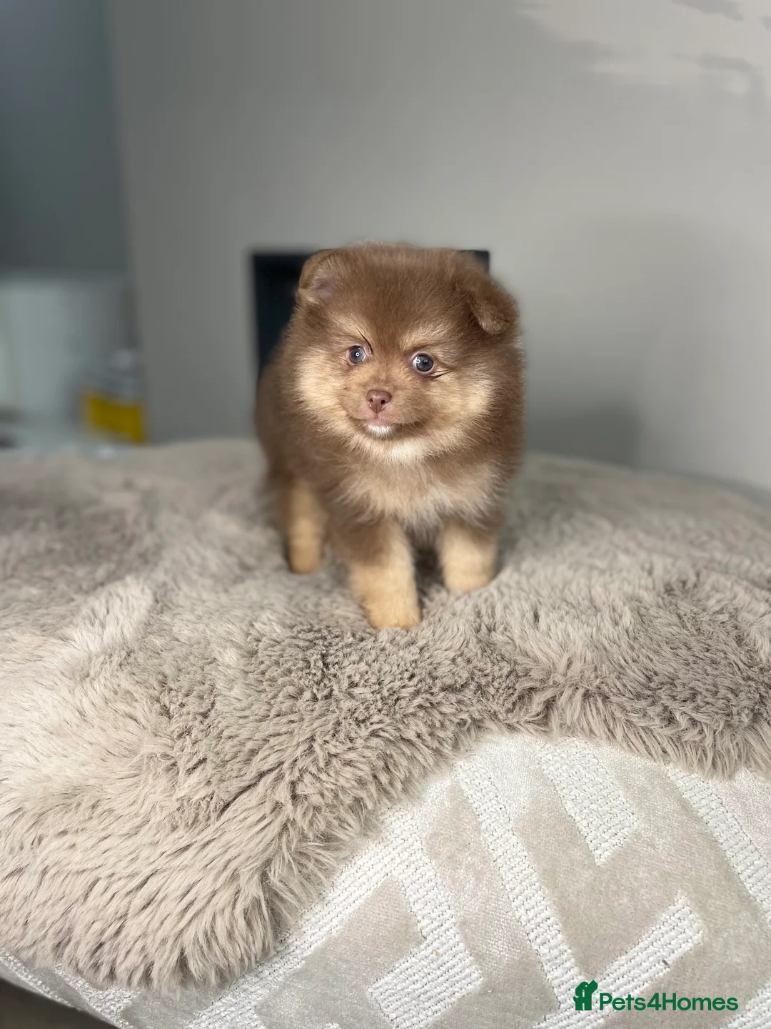 Pomeranian dogs for stud: 💜🧡Lilac & tan KC stud Benji champions in line  in Guildford - Advert 30