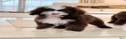 Toy Poodle dogs for sale: Toy poodle female - Advert 2