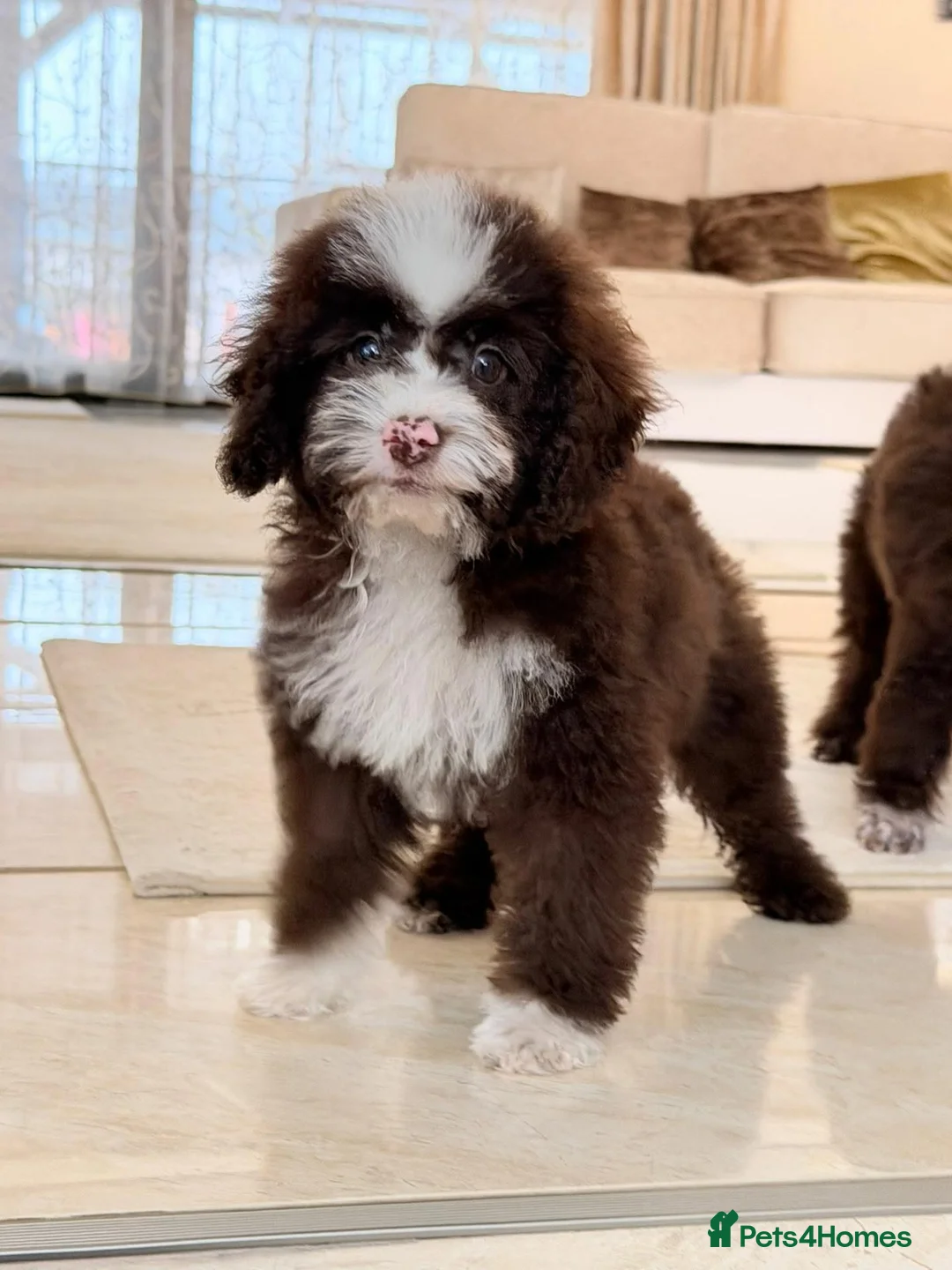 Toy Poodle dogs for sale: Toy poodle female - Advert 2