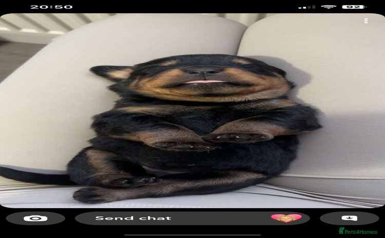 Rottweiler dogs - Advert 5
