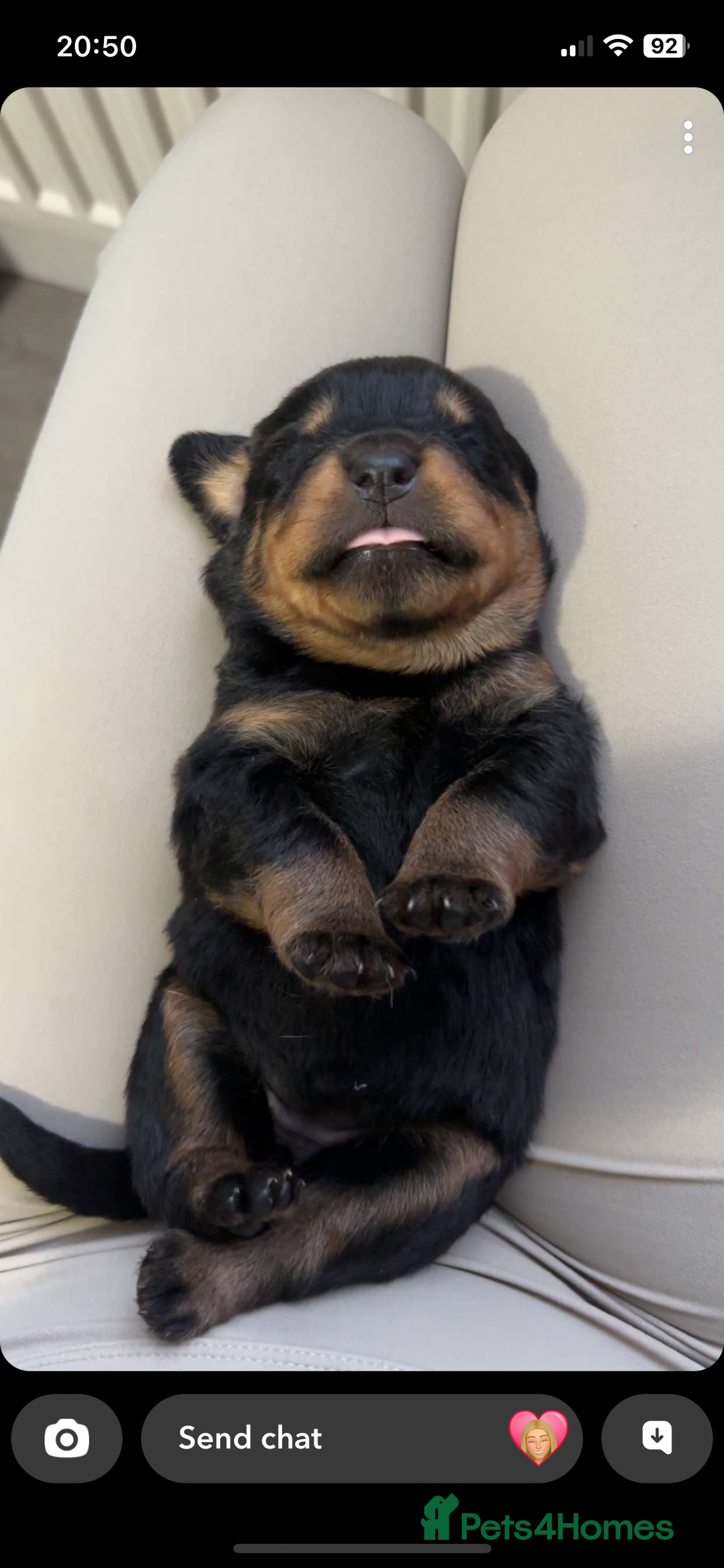 Rottweiler dogs for sale: Stunning litter  - Image 1