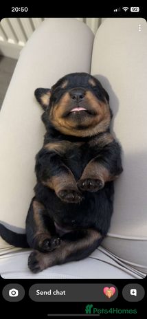 Rottweiler dogs - Advert 13