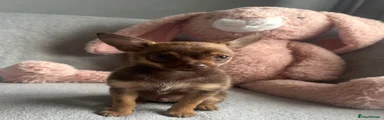 Chihuahua 3