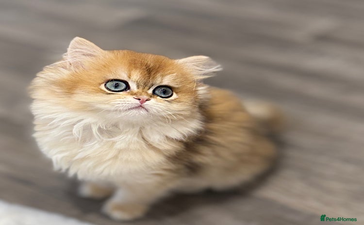 British Longhair cats - Advert 8