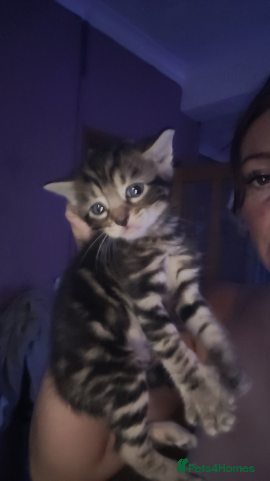 Mixed Breed cats for sale: Beautiful mixed kittens 2 boys 2 girl - Image 2