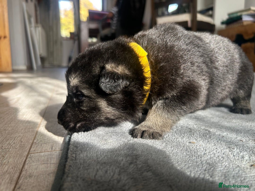 German Shepherd dogs for sale: ALFREDO  - Image 9