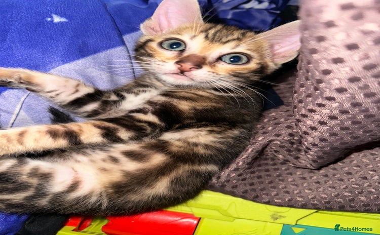 Bengal cats  Marble & Brown Rosette Bengals - Advert 12