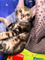 Bengal cats Marble & Brown Rosette Bengals - Advert 15