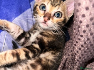 Bengal cats Marble & Brown Rosette Bengals - Advert 6