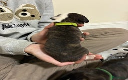Mixed Breed dogs for sale: Staffordshire bull terrier  - Image 8