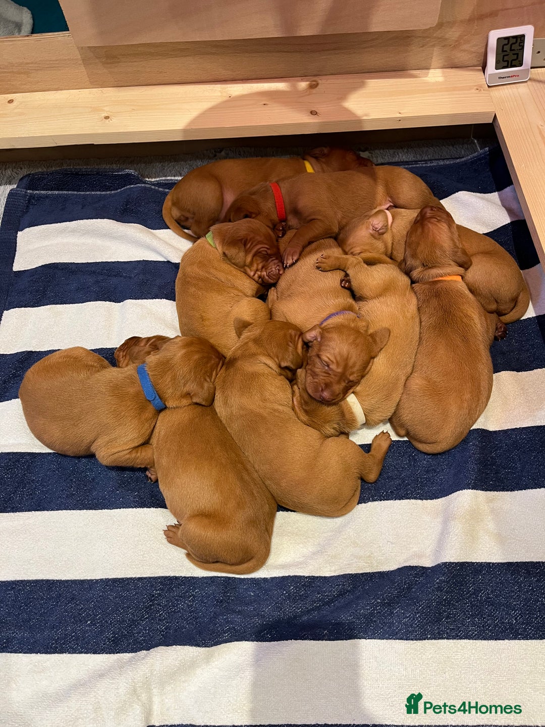 Hungarian Vizsla dogs for sale: KC registered Hungarian Vizsla puppies for end Aug - Image 12