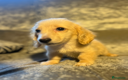 Dachshund dogs for sale: cream KC long haired miniature dachshunds for sale - Image 5