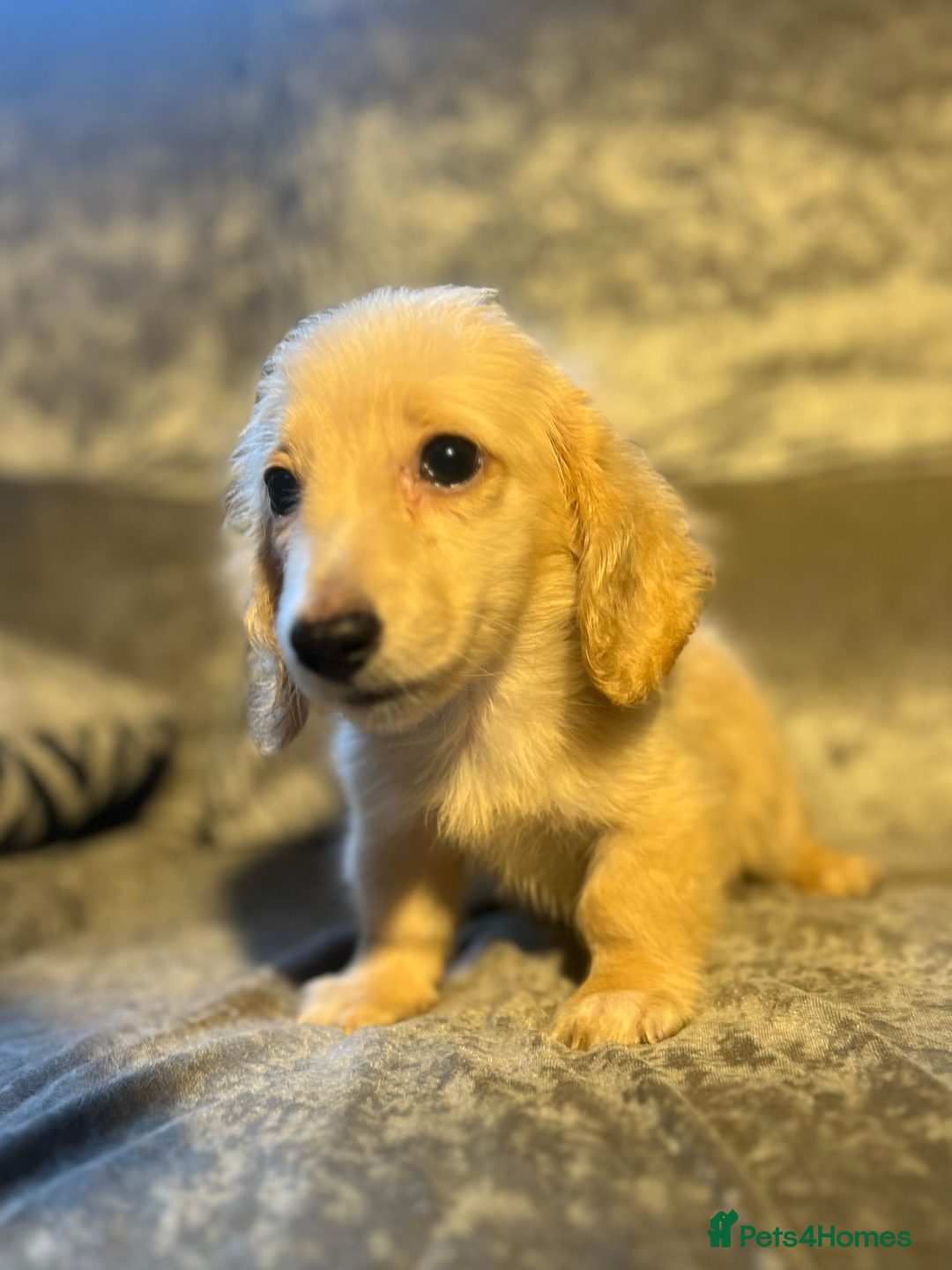 Dachshund dogs for sale: cream KC long haired miniature dachshunds for sale - Image 5