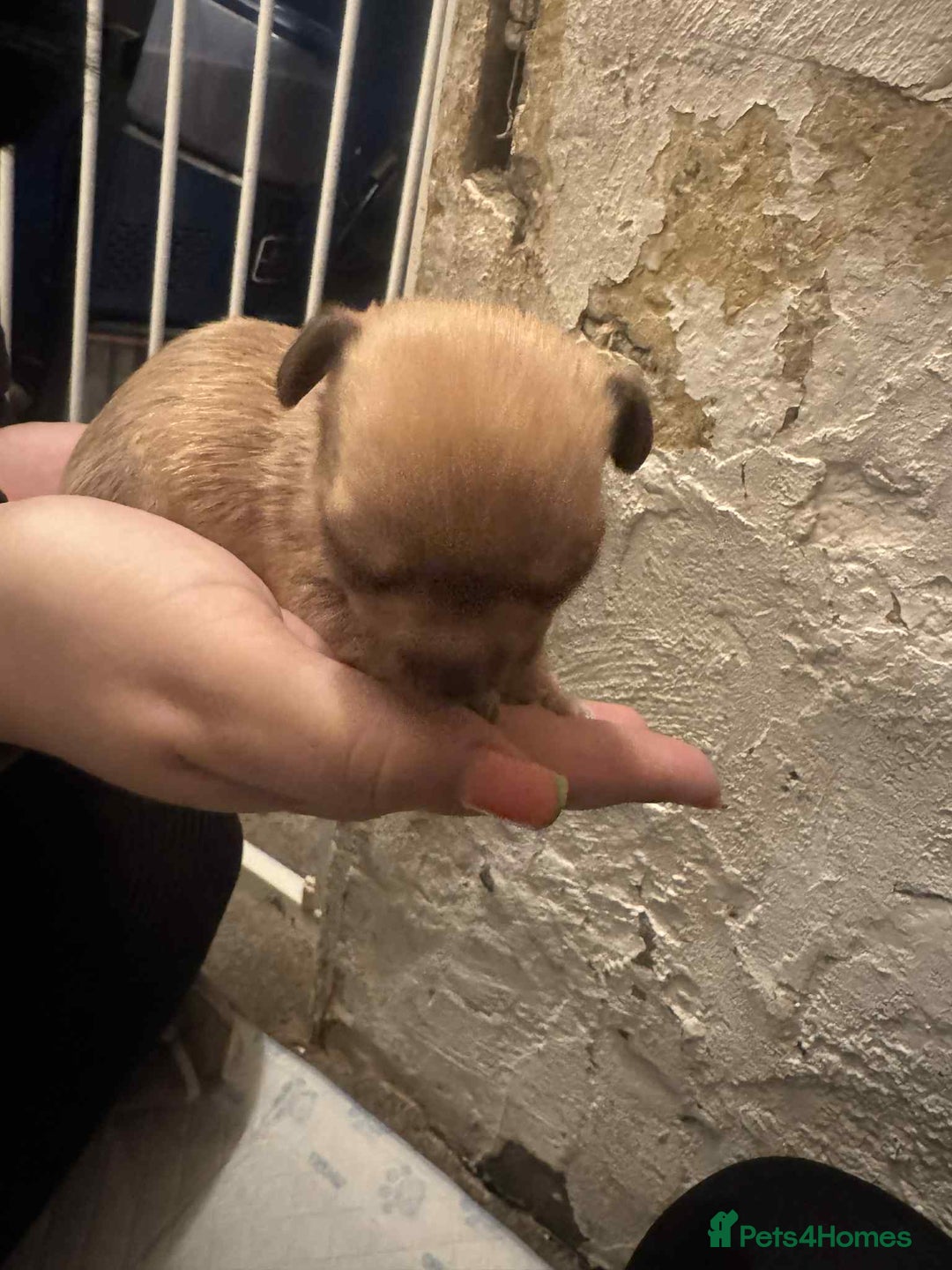 Chihuahua dogs for sale: Chihuahua girl pups  - Image 16