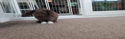 Mini Lop rabbits for sale: Two Gorgeous mini lop brothers for rehoming in Bognor Regis - Advert 5