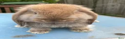 French Lop rabbits for sale: French Lop Bunnies in London - Advert 5