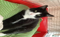 Mixed Breed cats for sale: Two kittens for sale - Image 7