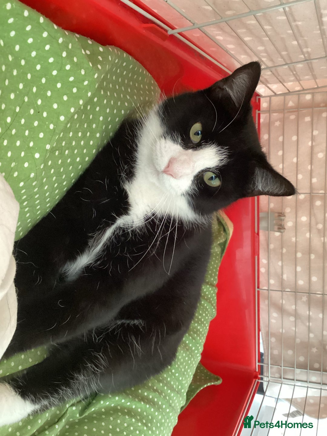 Mixed Breed cats for sale: Two kittens for sale - Image 7