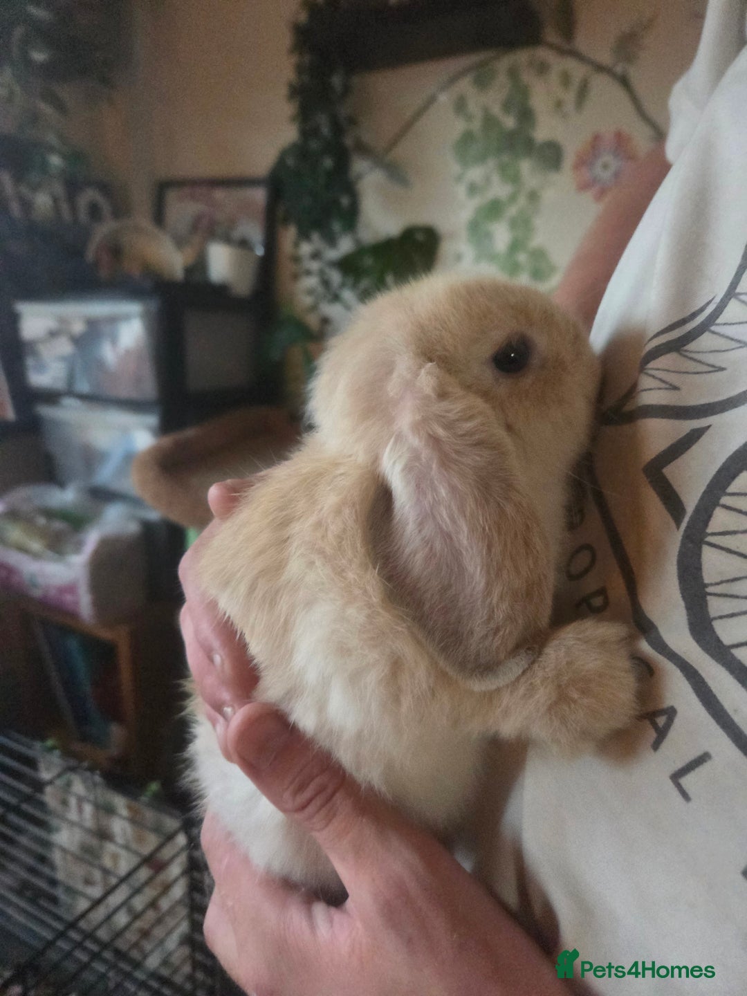 Mini Lop rabbits for sale: Glorious and Gorgeous Mini Lop Bunnies for sale  - Image 5