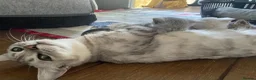 Bengal cats for sale: Beautiful Bengal kittens  in Chippenham - Advert 3