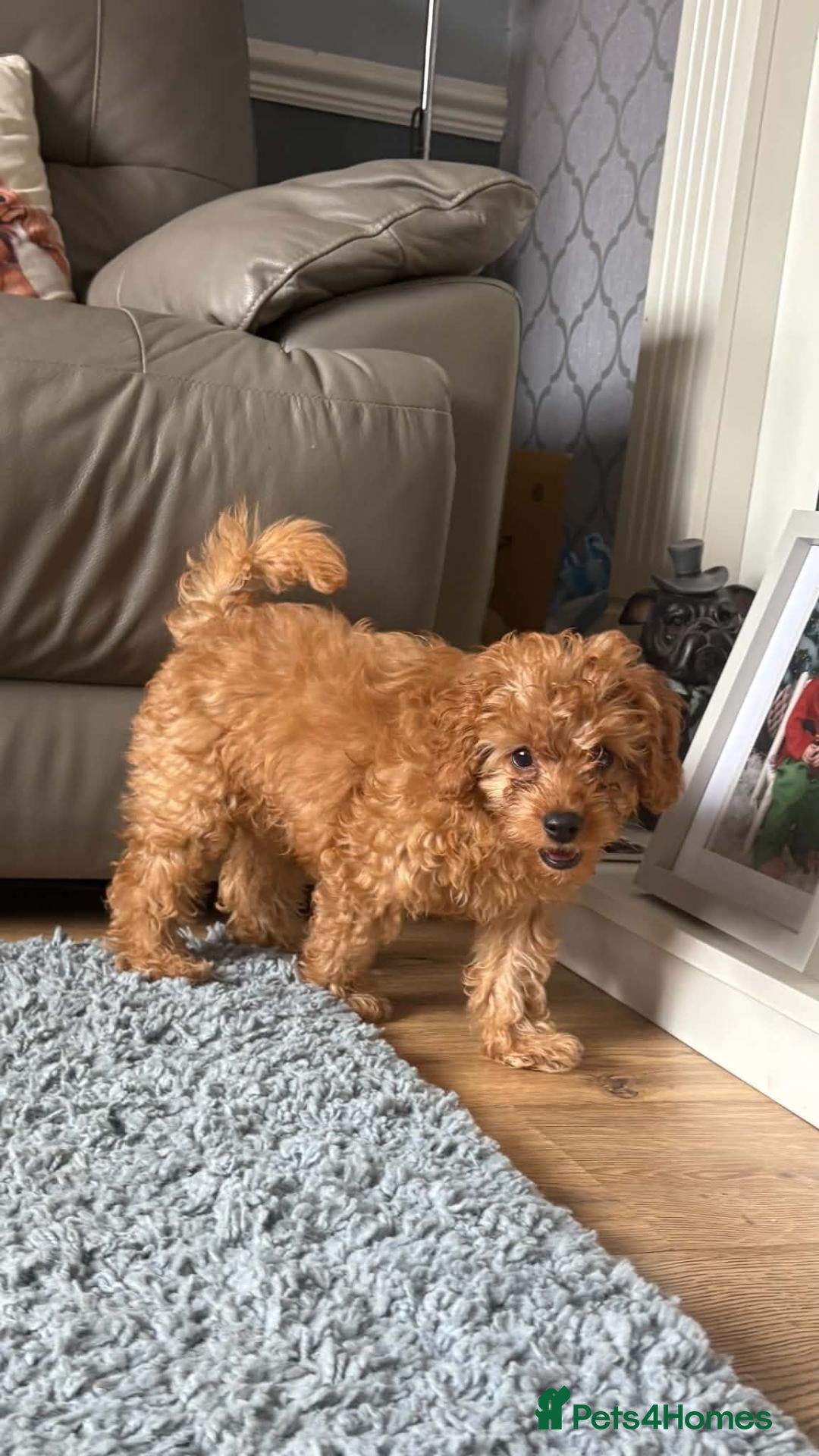 Cavapoo dogs Amazing Miniature cavapoo f1b puppies - Advert 2