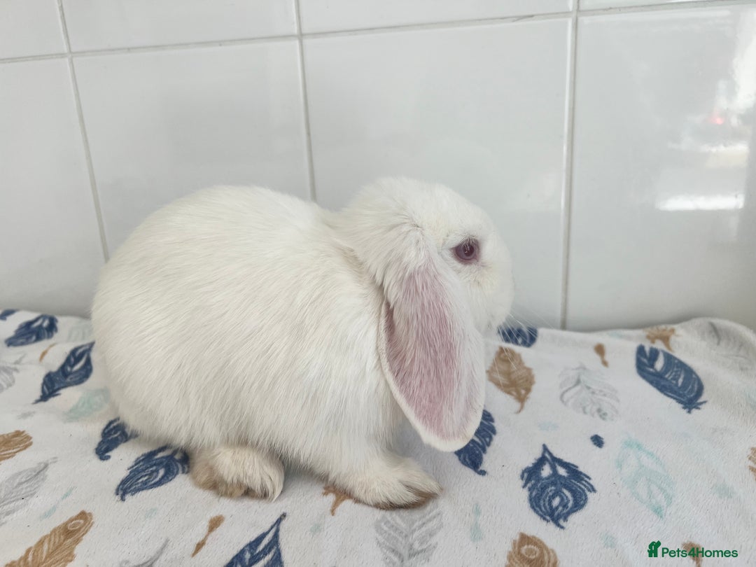 Mini Lop rabbits for sale: Beautiful mini lops bunnies - Image 6