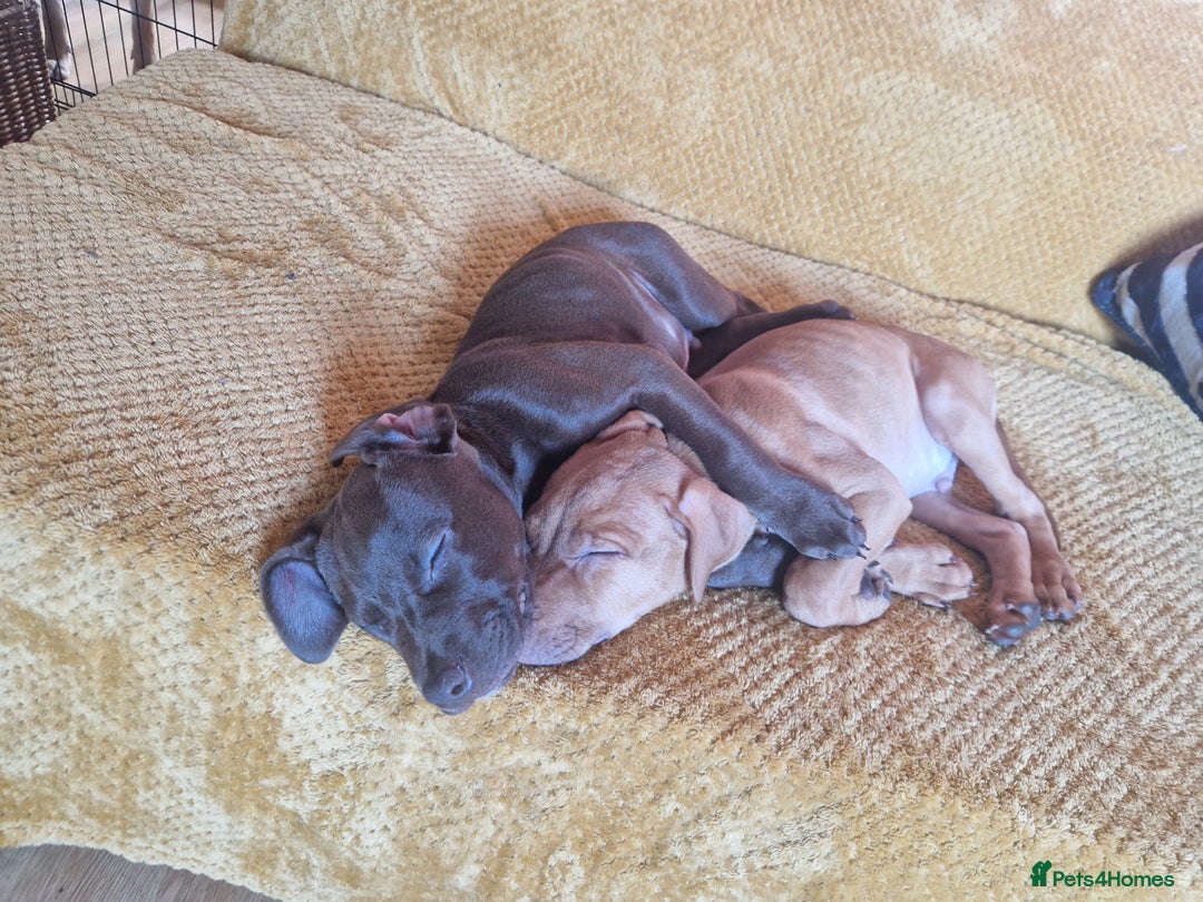 Mixed Breed dogs for sale: Doberman/labrador x american bulldog/english staff - Advert 17