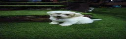 Bichon Frise dogs for sale: Bichon puppies - Advert 9