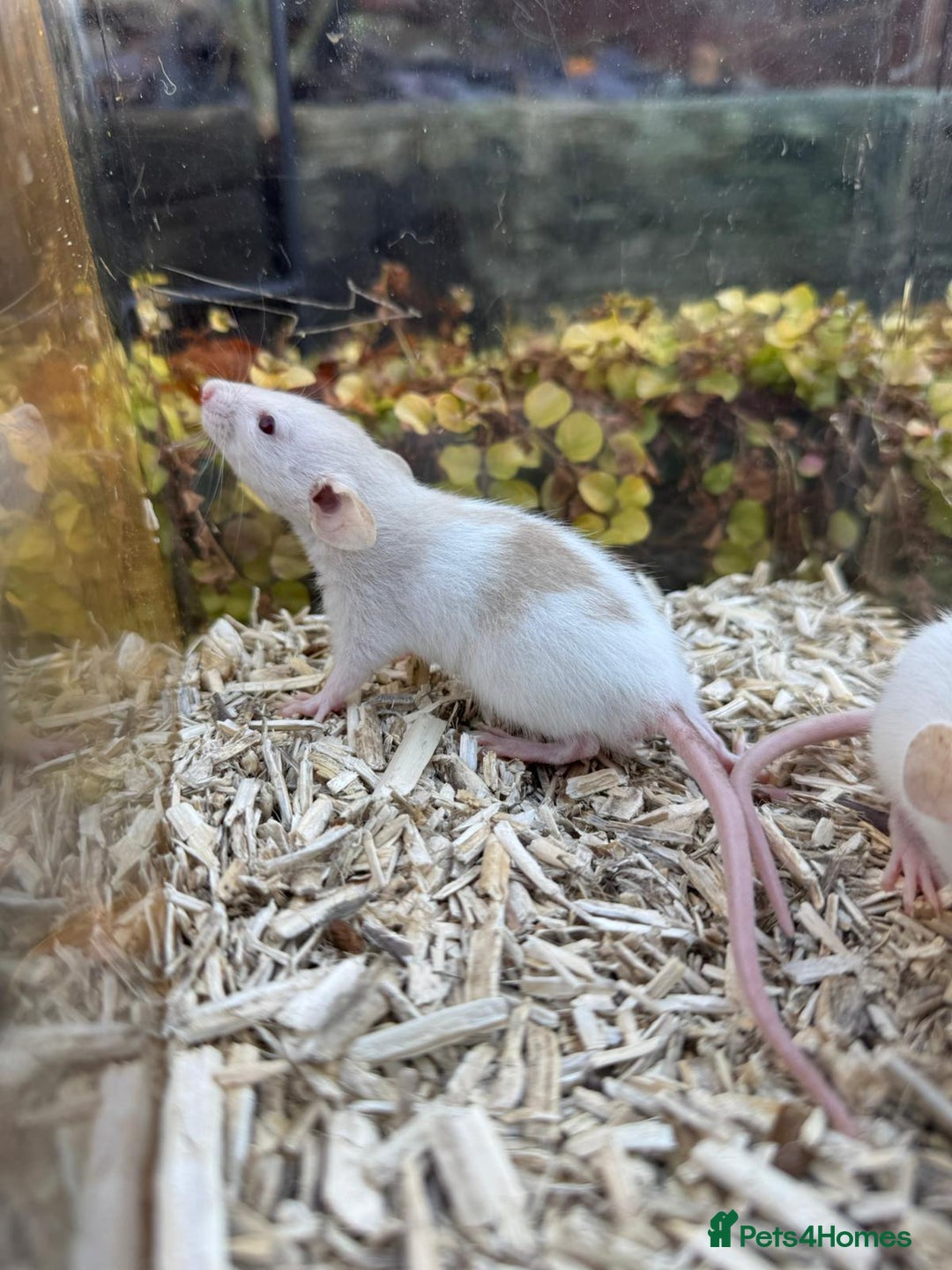 Rat rodents for sale: Beautiful baby full size and dwarf rats ready 9Dec - Advert 2