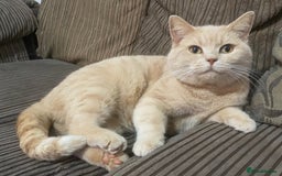 British Shorthair cats for sale: Rare red girls and red boys very docile  - Image 9