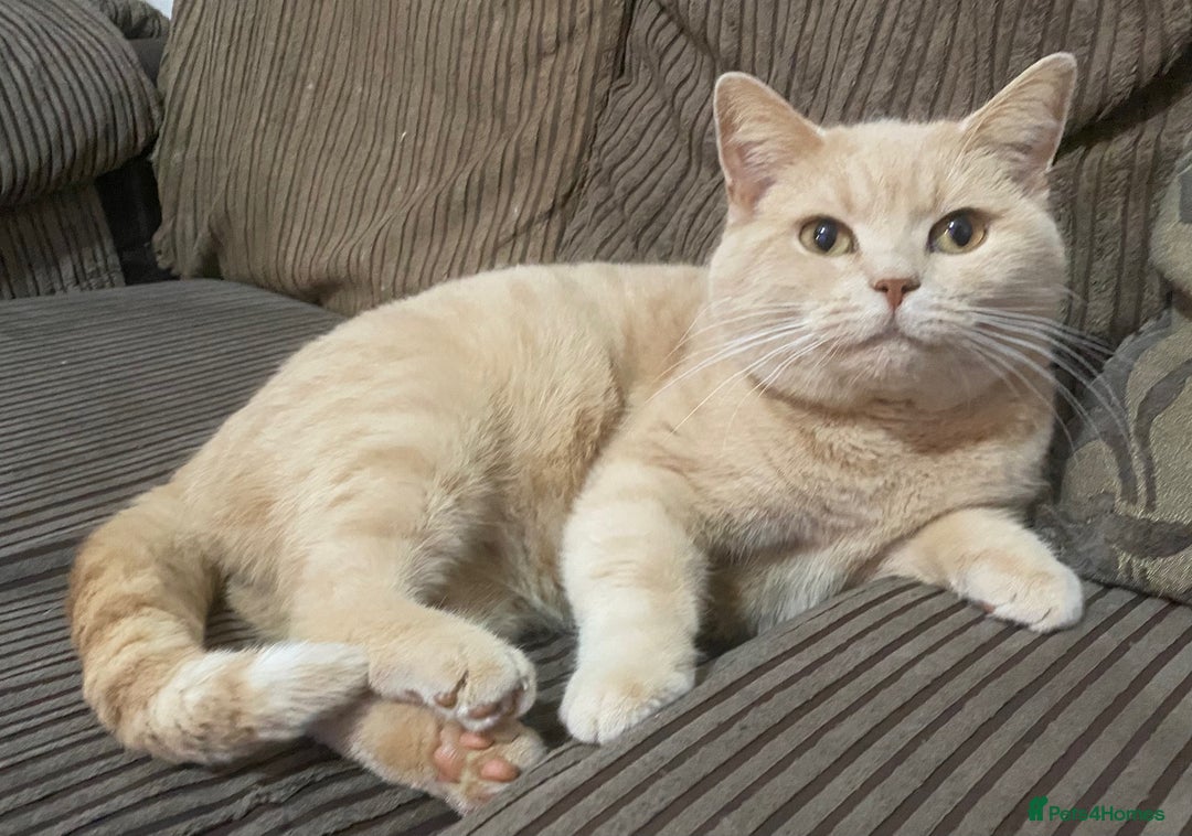 British Shorthair cats for sale: Rare red girls and red boys very docile  - Image 9