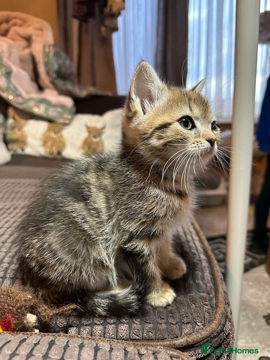 Manx cats for sale: ❤️ 5 adorable & mischievous Manx kittens  ❤️ - Advert 7