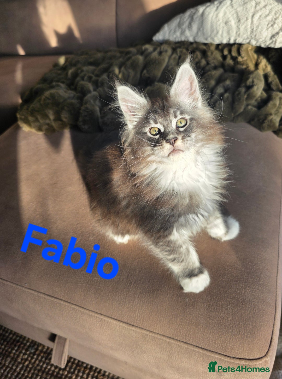 Maine Coon cats for sale: Rare Pure Breed Mainecoon Kitten - Advert 17