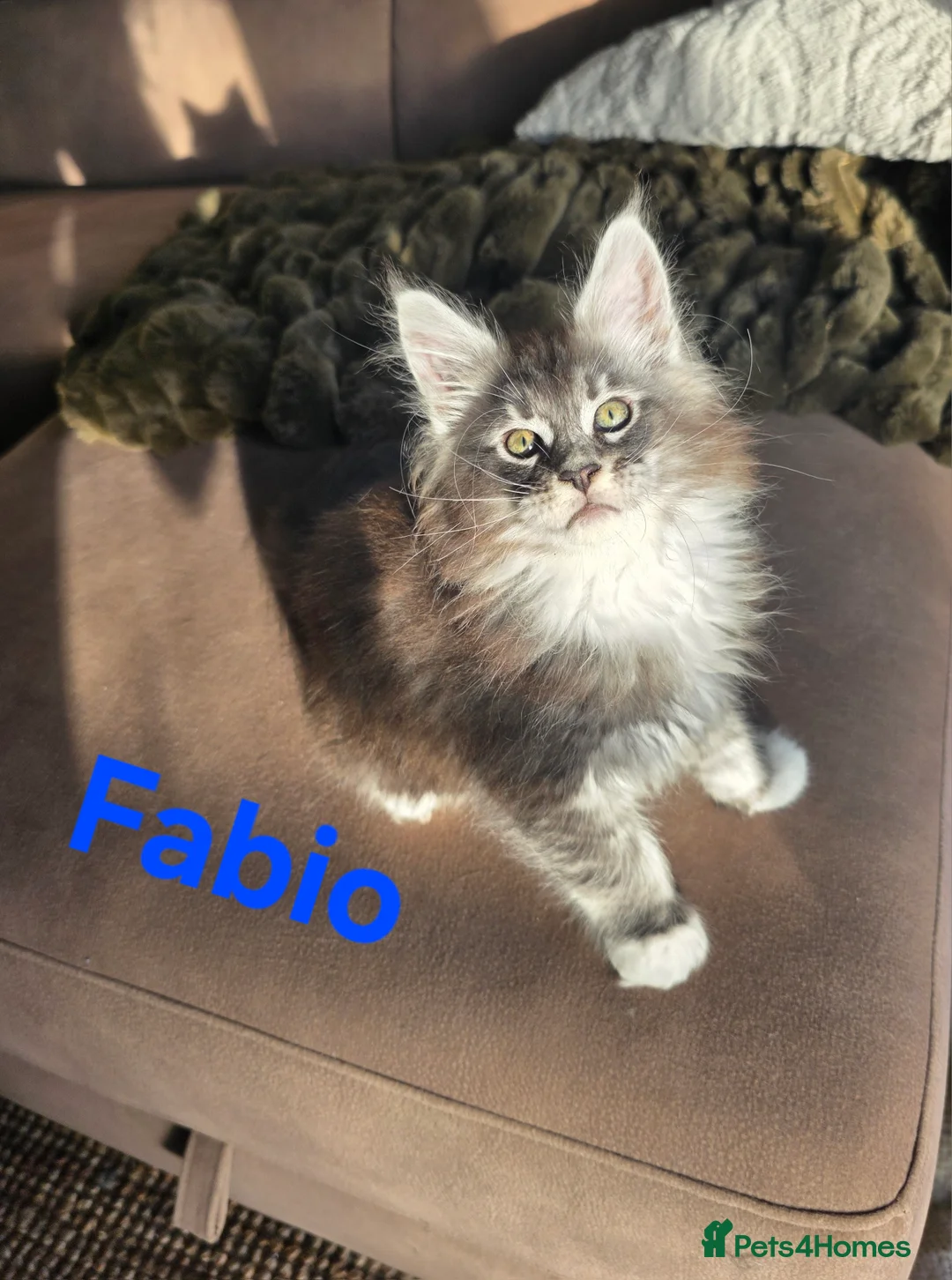 Maine Coon cats for sale: Rare Pure Breed Mainecoon Kitten - Advert 17