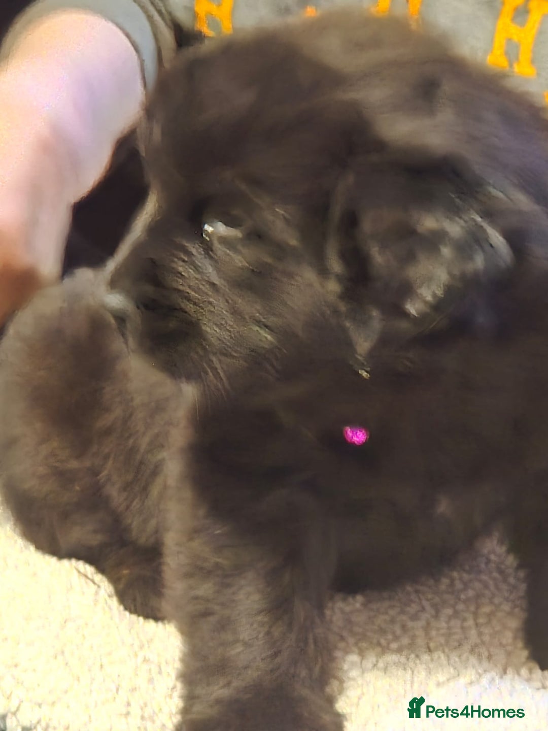 Mixed Breed dogs for sale: Newfoundland x 25% Great pyranees - Advert 3