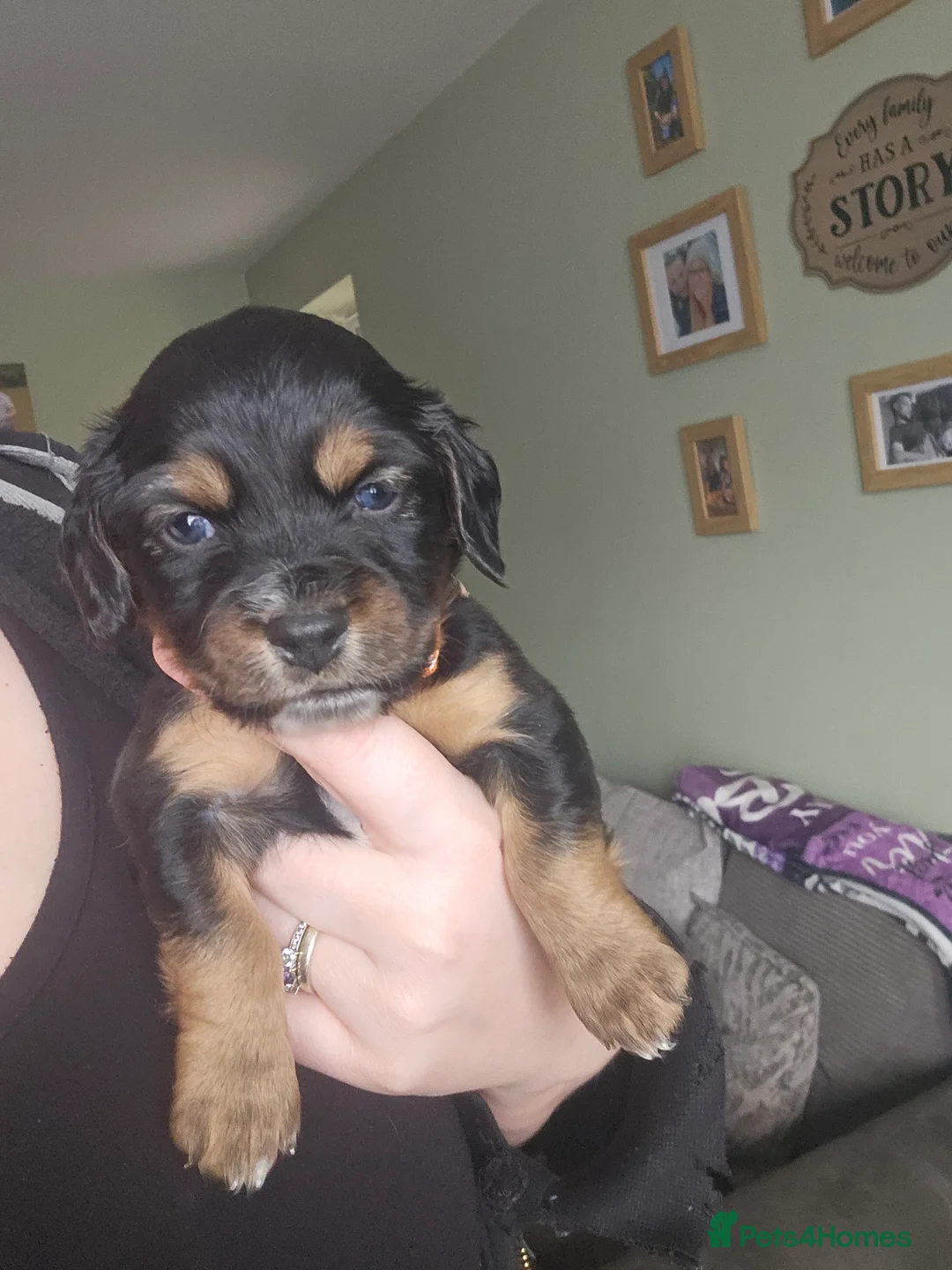 Mixed Breed dogs for sale: All pups now reserved! Daschund x Cocker Spaniel  - Advert 2