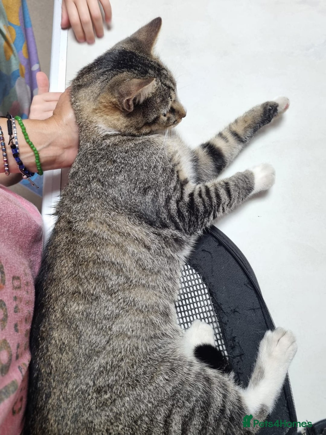Mixed Breed cats for adoption: TOM -a friendly & proud boy- needs a Loving Home - Image 15