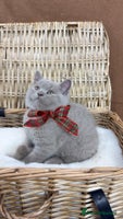British Shorthair cats GCCF Health tested British Shorthaired kittens - Advert 9