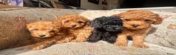 Toy Poodle dogs for sale: Beautiful Toy Poodle Puppies – Leeds in Leeds - Advert 1