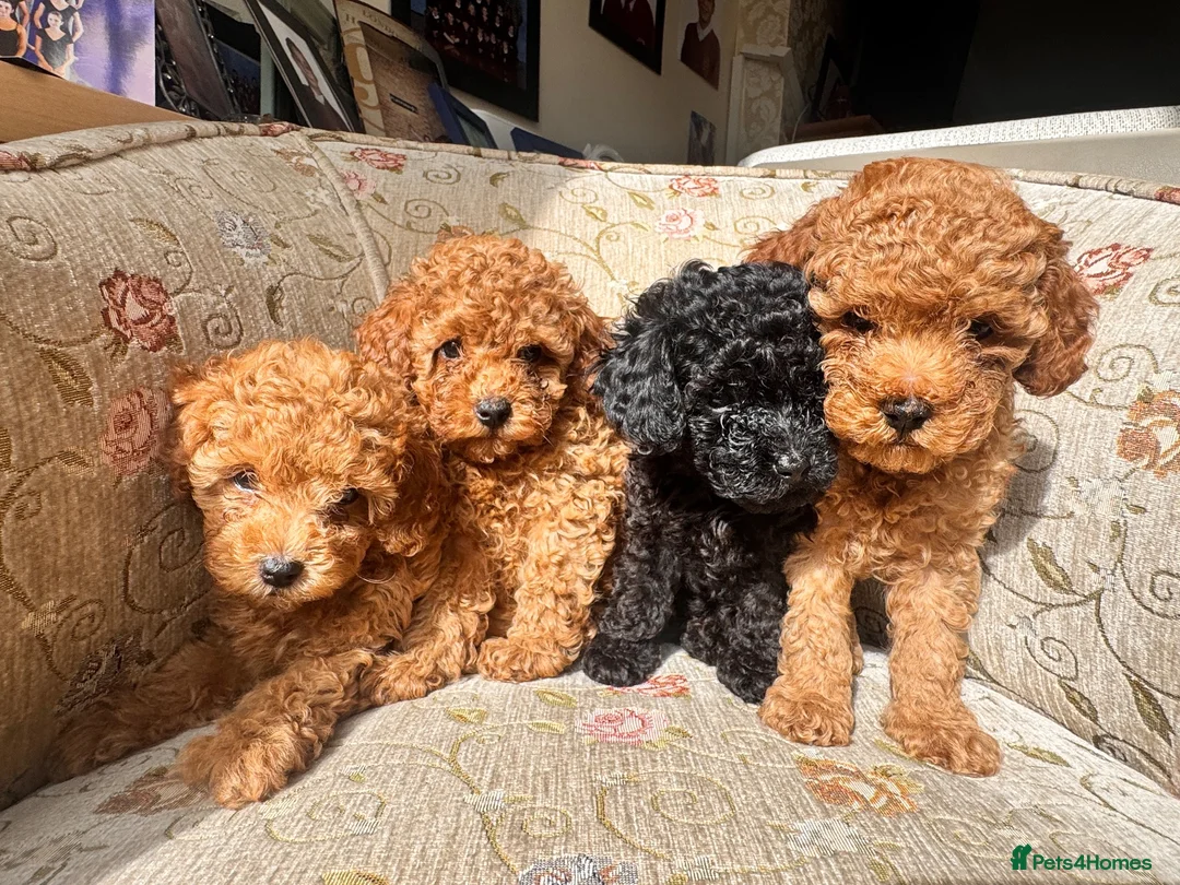 Toy Poodle dogs for sale: Beautiful Toy Poodle Puppies – Leeds in Leeds - Advert 1