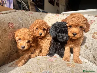 Toy Poodle dogs 🐶🐾 Gorgeous Toy Poodle Boys – Forever Homes 🐾🐶 - Advert 3