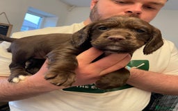 Cocker Spaniel dogs for sale: WAITING LIST - KC DNA CLEAR PUPS DUE 12/12/25 - Advert 9