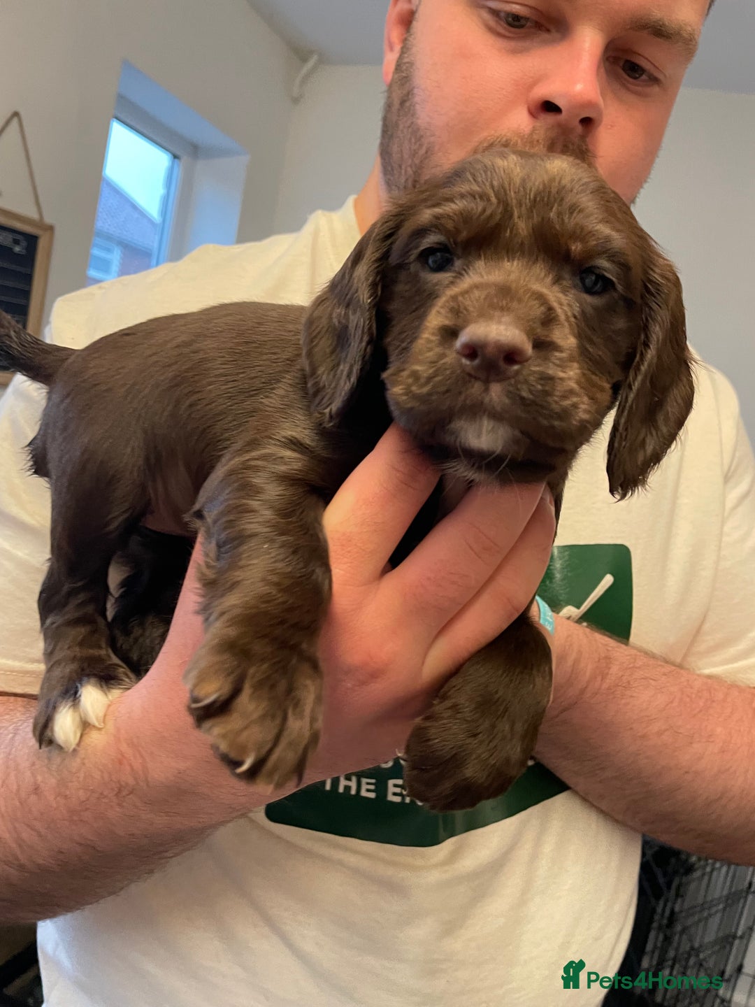 Cocker Spaniel dogs for sale: WAITING LIST - KC DNA CLEAR PUPS DUE 12/12/25 - Advert 9