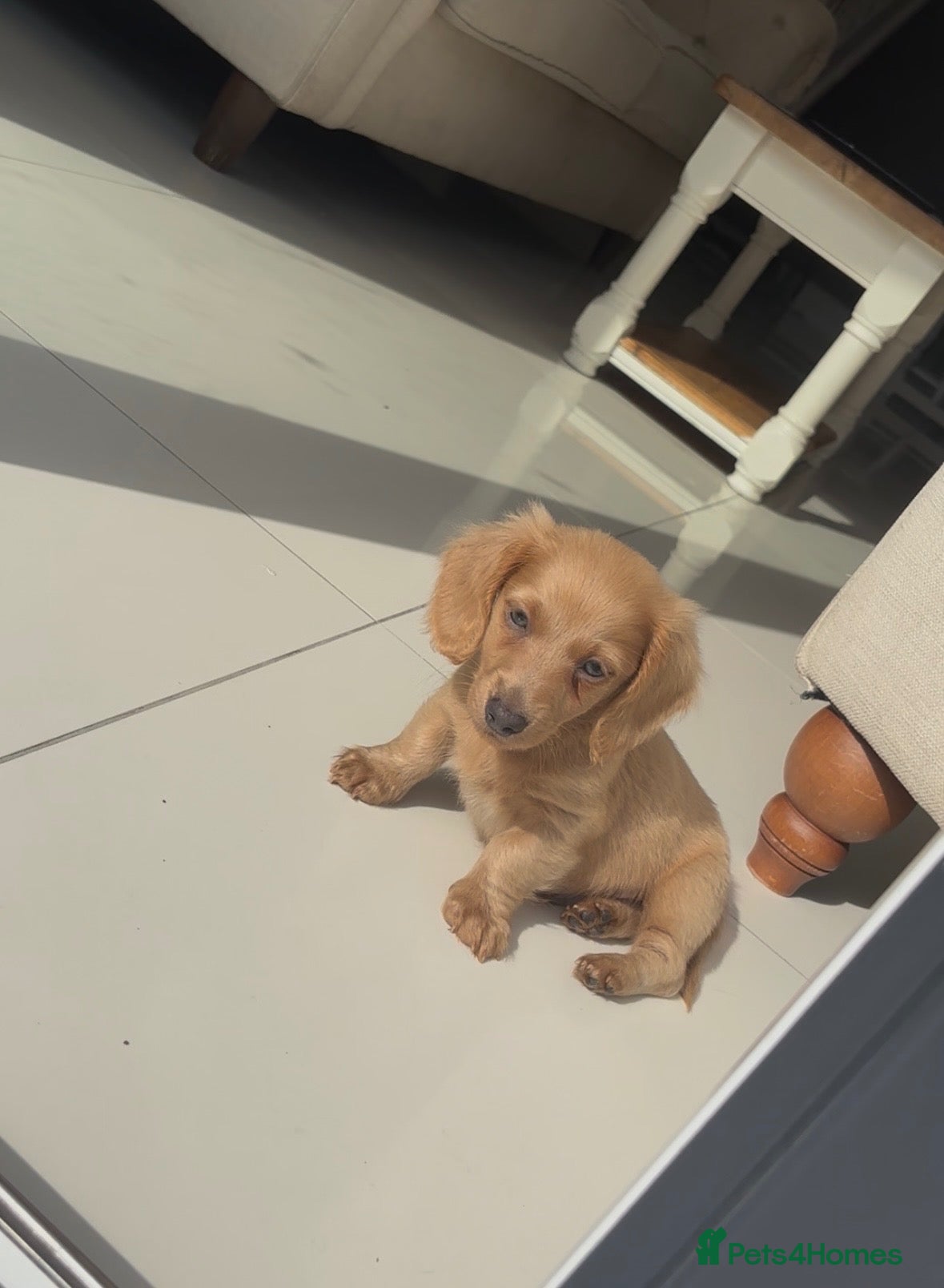 Miniature Dachshund dogs Kc miniature dachshund puppies  - Advert 18