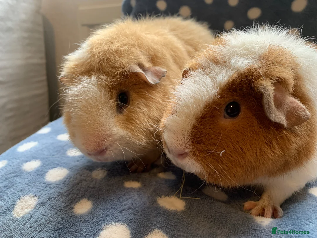 Guinea Pig rodents for sale: Stunning pair of teddy Guinea pigs  - Advert 3