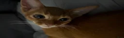 Abyssinian cats for sale: Pedigree Abyssinian boy for sale  - Advert 14