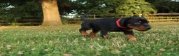 Dobermann dogs for sale: Quality European Dobermann Puppies - 2 Remaining - Advert 24