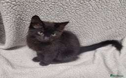 Bengal cats for sale: 3 black and 3 bengal kittens (1 male) - Image 1