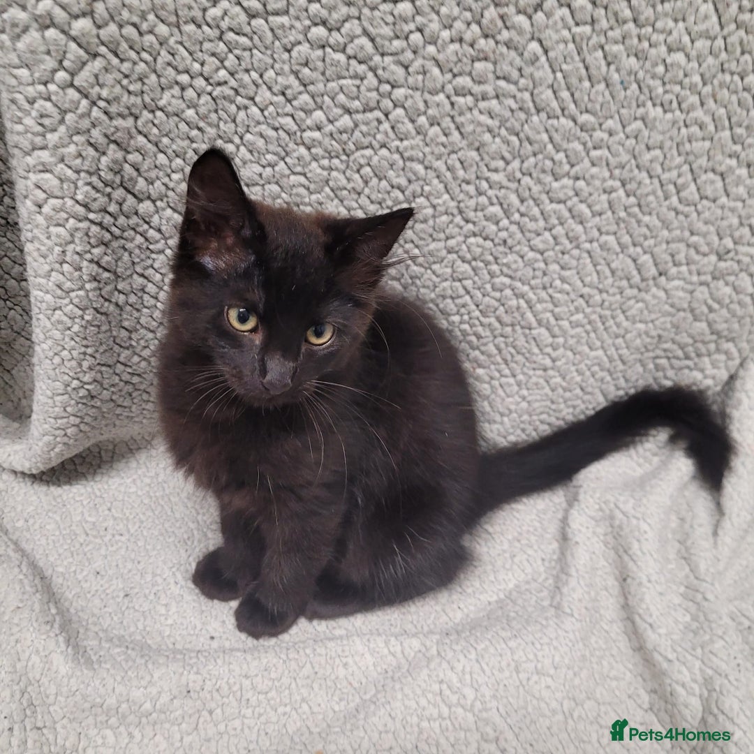 Bengal cats for sale: 3 black and 3 bengal kittens (1 male) - Image 1