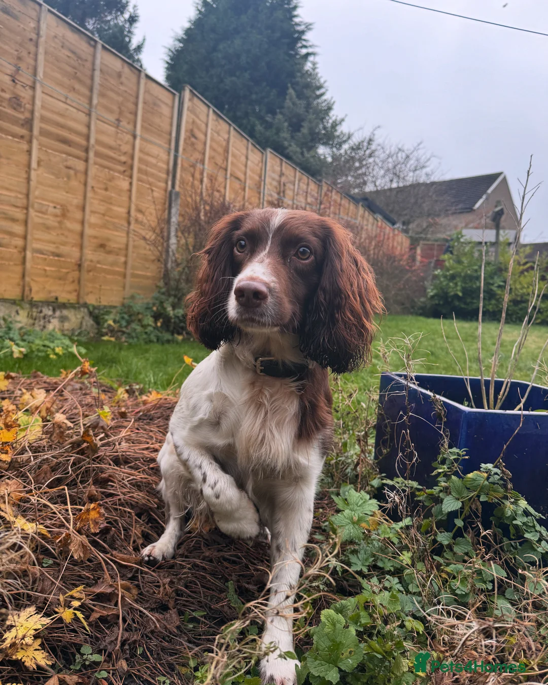 English Springer Spaniel dogs for stud: Balder  - Advert 7